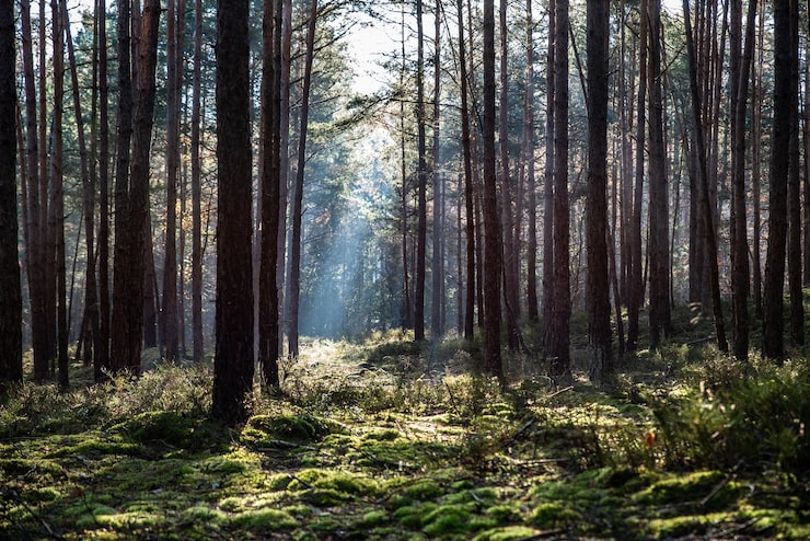 Foto trær i skogen
