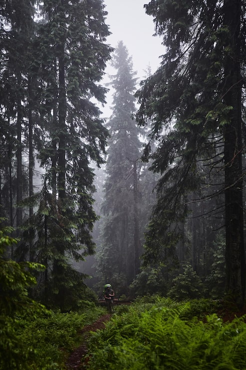 Foto vakker ukrainsk natur gammel og tåkete furuskog i løpet av en regnværsdag karpatfjellene ukraina