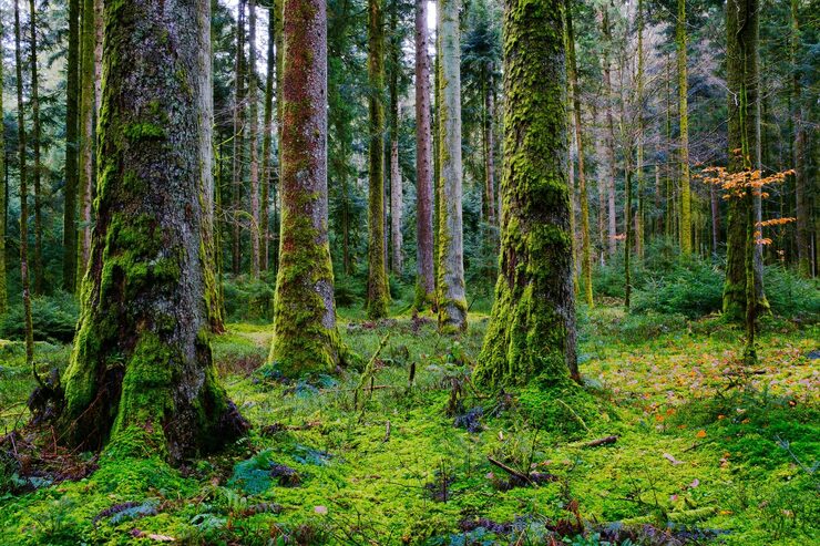 Foto vakker utsikt over en skog med mose på trær og bakke