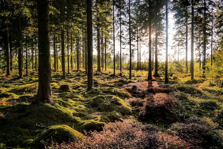 Foto vakker utsikt over kongeriket sverige med sollys