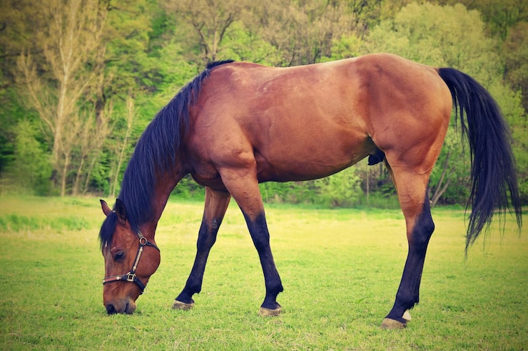 Foto vakre hester som gresser fritt i naturen