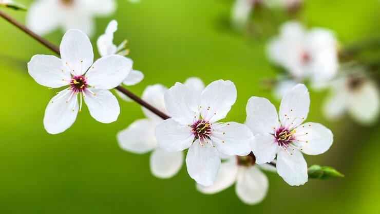 Bild äppelblomgren på grön bakgrund selektivt fokus