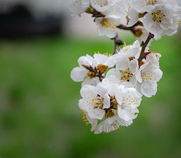 Bild blommande aprikosgren i vårträdgården, odla aprikoser, trädgårdsarbete