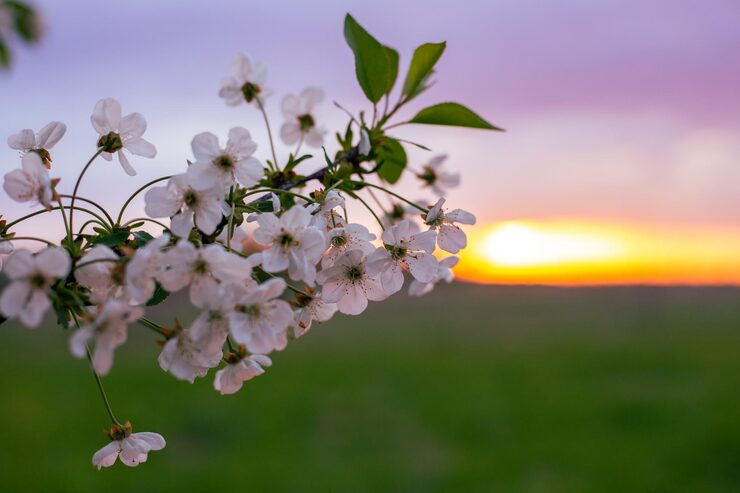 Bild blommor på en trädgren på våren i trädgården vid solnedgången vårlandskap