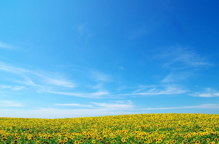 Foto blomstrende mark af solsikker på blå himmel