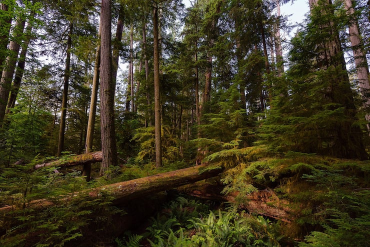 Bild cathedral grove i vancouver island
