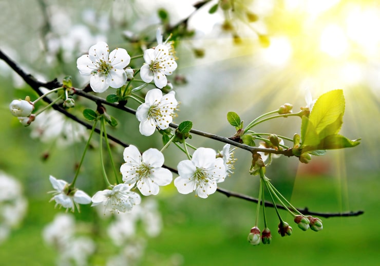 Bild gren av ett blommande träd med vackra vita blommor
