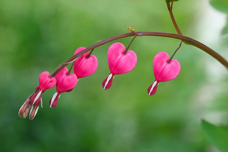 Foto nærbillede af blomstrende dicentra blomst