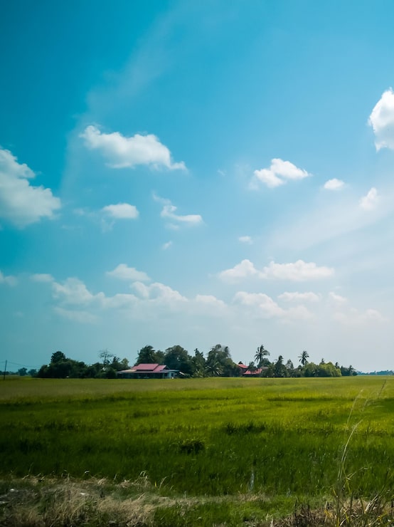 Foto naturskøn udsigt over rismark mod himlen i malaysia