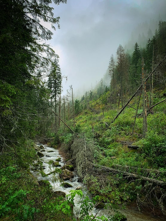Bild naturskön vy över bäck mitt bland träd i skogen mot himmel