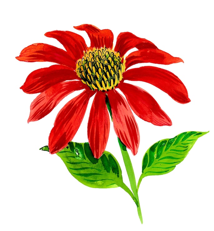 Bild röd blomma handritad akvarellskiss