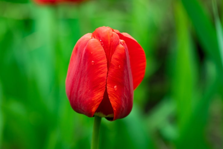 Foto rødt smukt tulipanfelt i forårstid med sollys