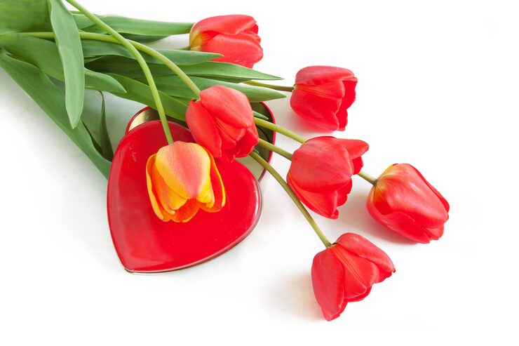 Foto tulipaner bundt og rødt hjertesymbol på hvid baggrund