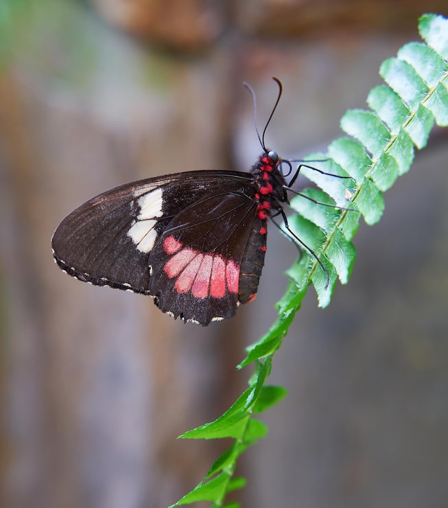 Bild vacker rosa cattleheart-fjäril parides euripides på gröna blad
