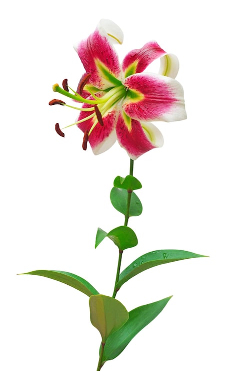 Bild vacker rosa liljablomma isolerad på vit bakgrund. röda blommor