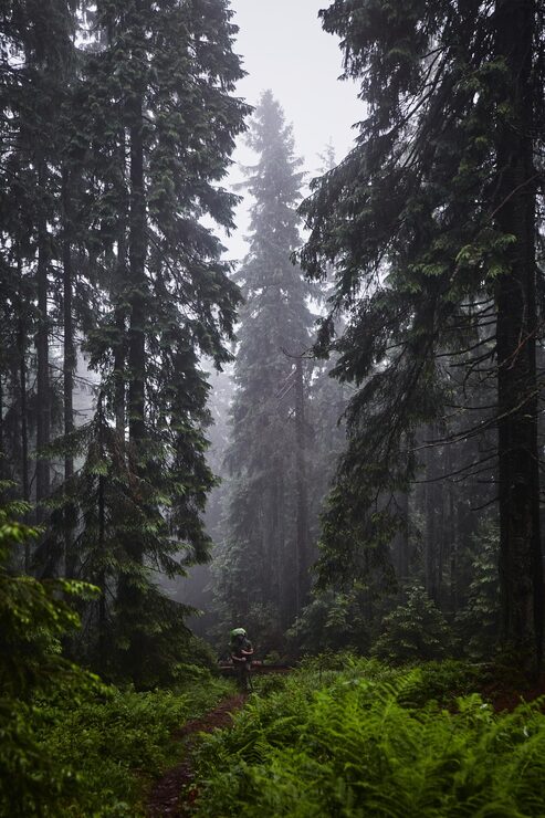 Bild vacker ukrainsk natur gammal och dimmig tallskog under regnig dag karpaterna ukraina