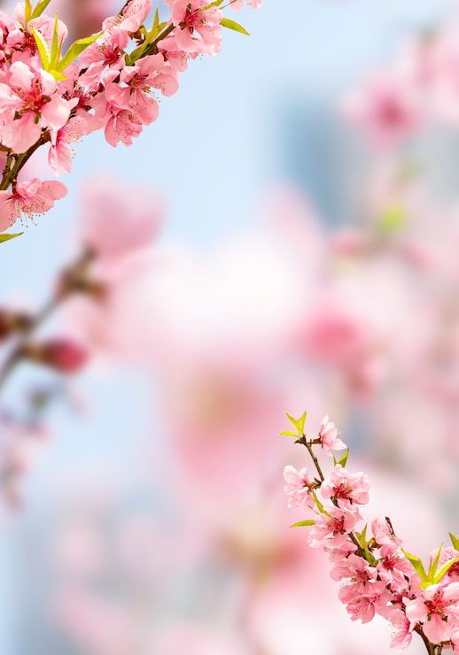 Bild vårblommande körsbär