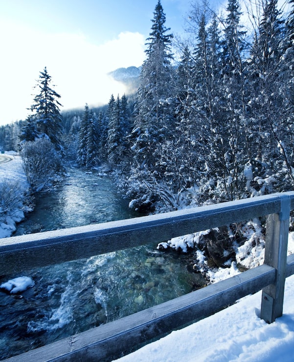 Bild vinterskog