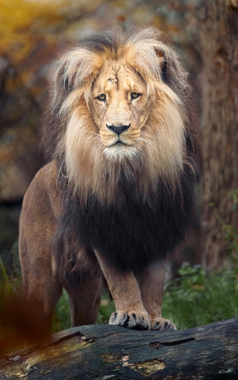 Fotoğraf aslan
