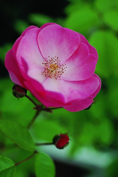 Foto bloemen in de tuin dichtbij de natuurlijke achtergrond