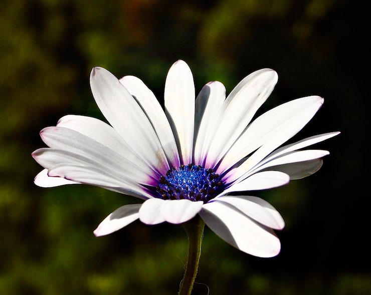 Foto close-up van een witte bloem