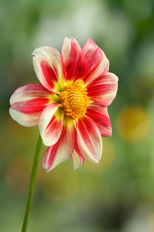 Foto knop van dahlia met vage groene achtergrond