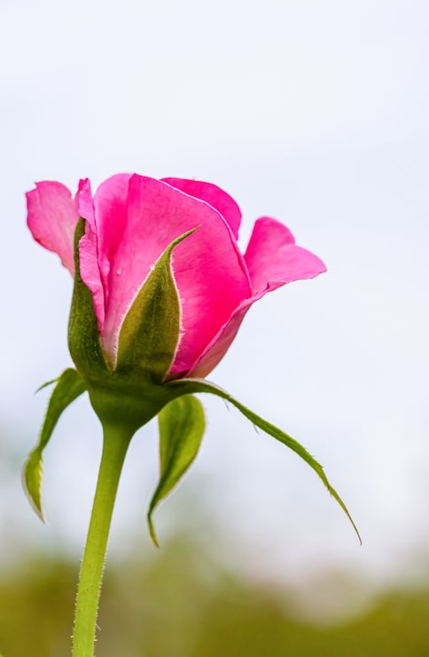 Foto mooie rozen na regen