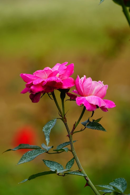 Foto rode rozen bloeien in de tuin