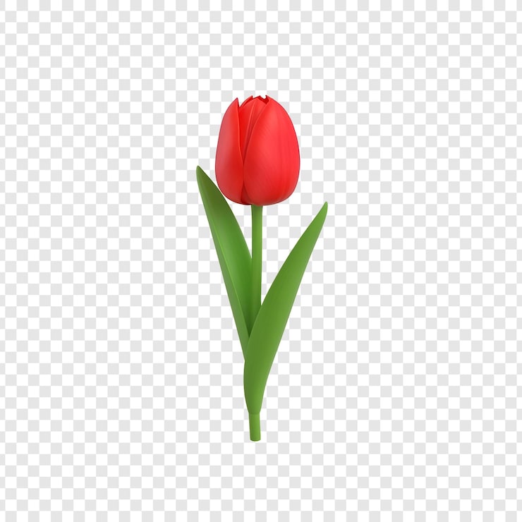 PSD eloisan punainen tulppaaninkukka vihreällä varrella