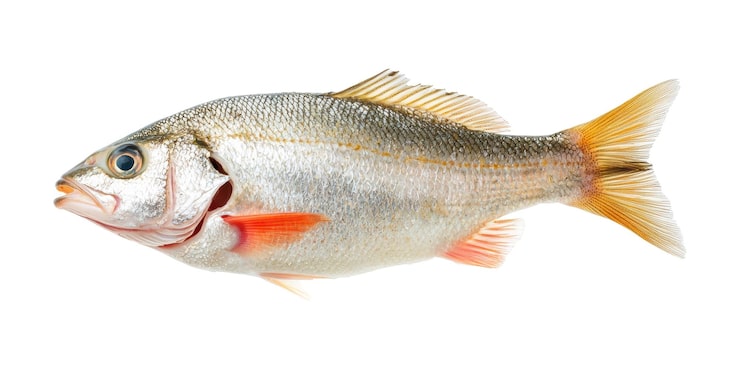 PSD ferskvanns abbor fisk sidevisning isolert på transparent bakgrunn