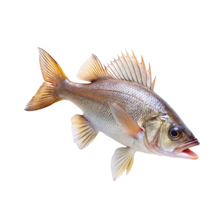 PSD fisk, transparent foto