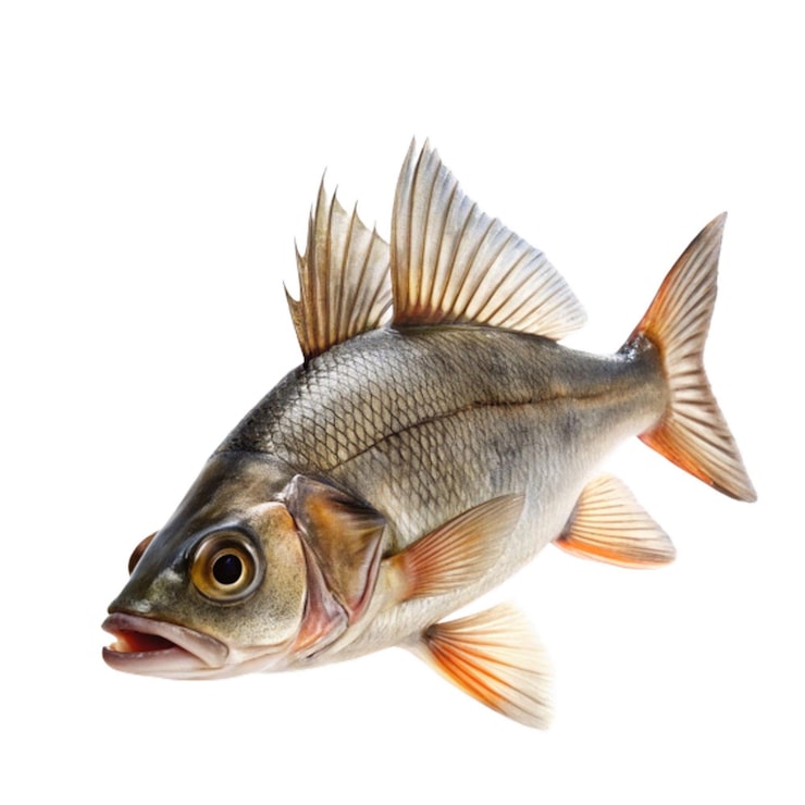 PSD fisk, transparent foto