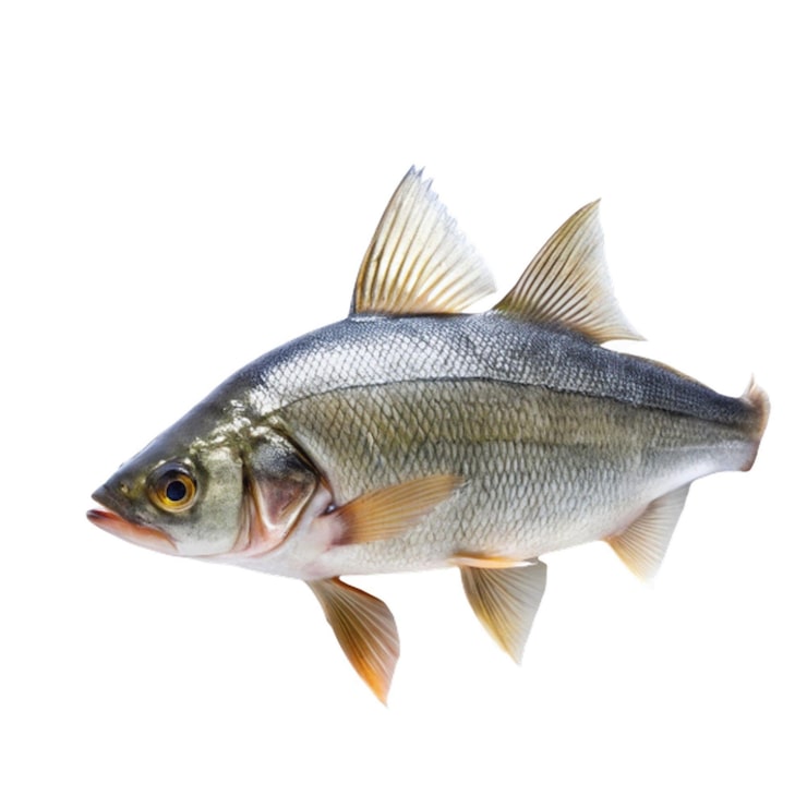PSD fisk, transparent foto