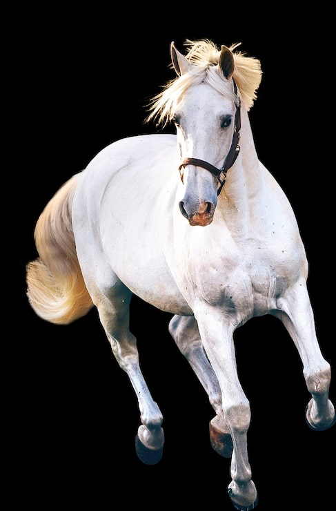 PSD hvid hest transparent baggrund