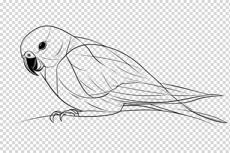 PSD ilustracja artystyczna papugi