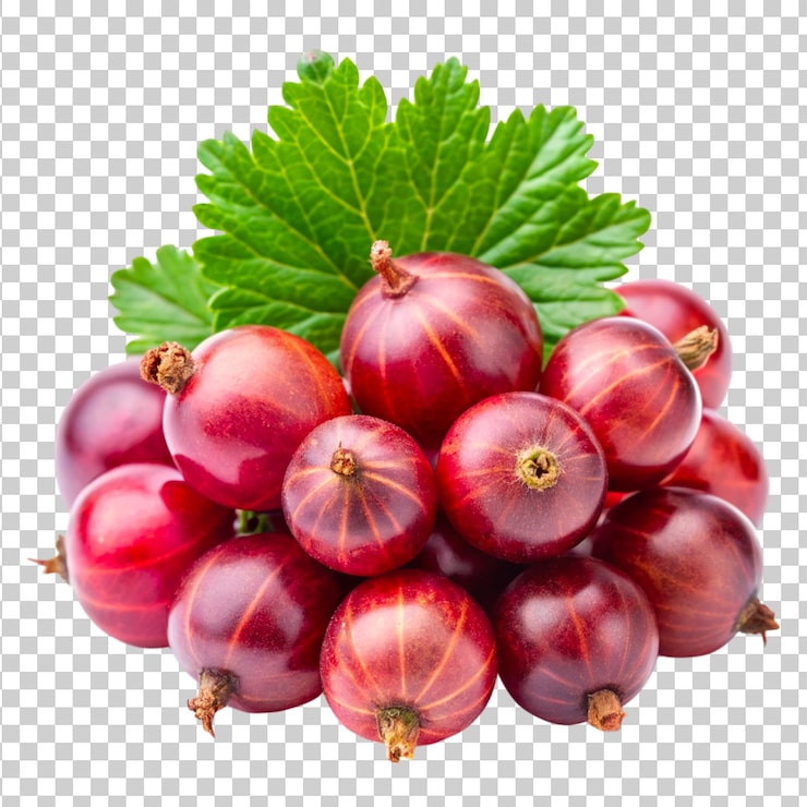 PSD krusbärsfrukter isolerade