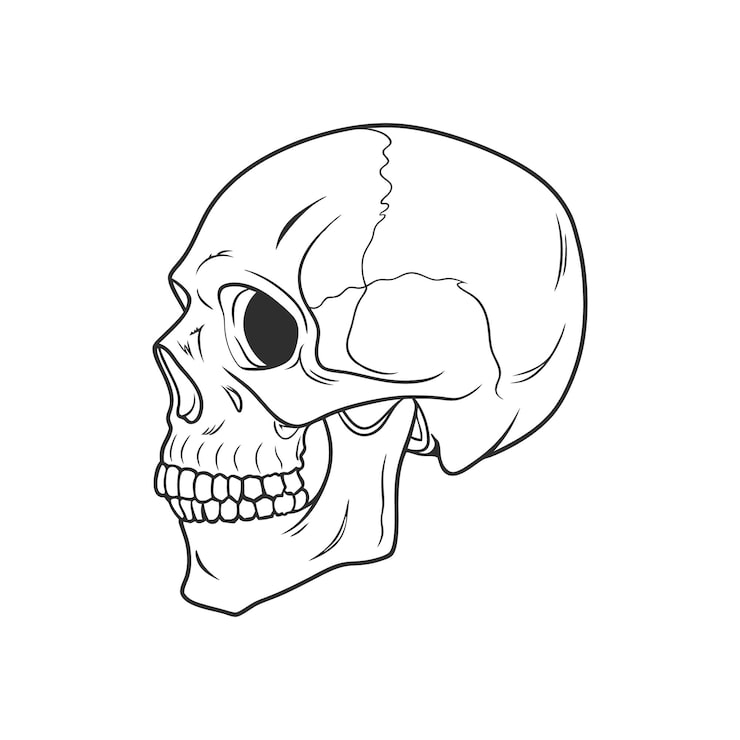 Vektor människoskalle isolerad på vit bakgrund skiss anatomisk illustration