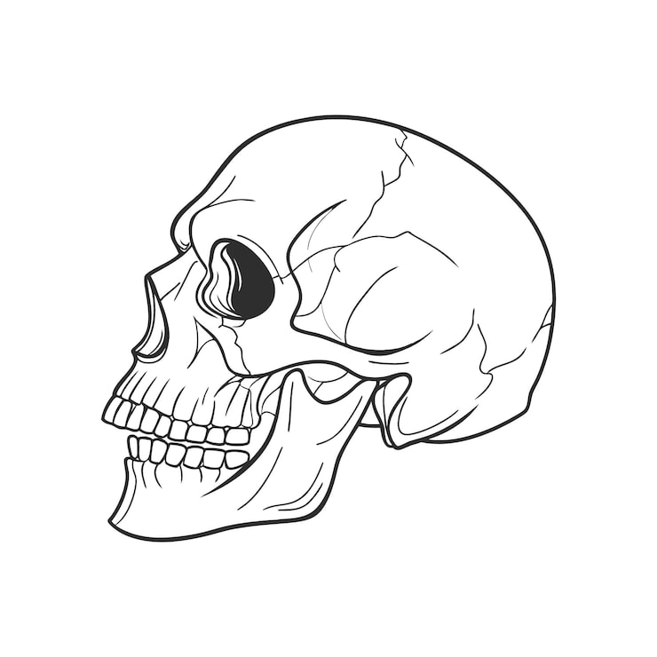 Vektor människoskalle isolerad på vit bakgrund skiss anatomisk illustration