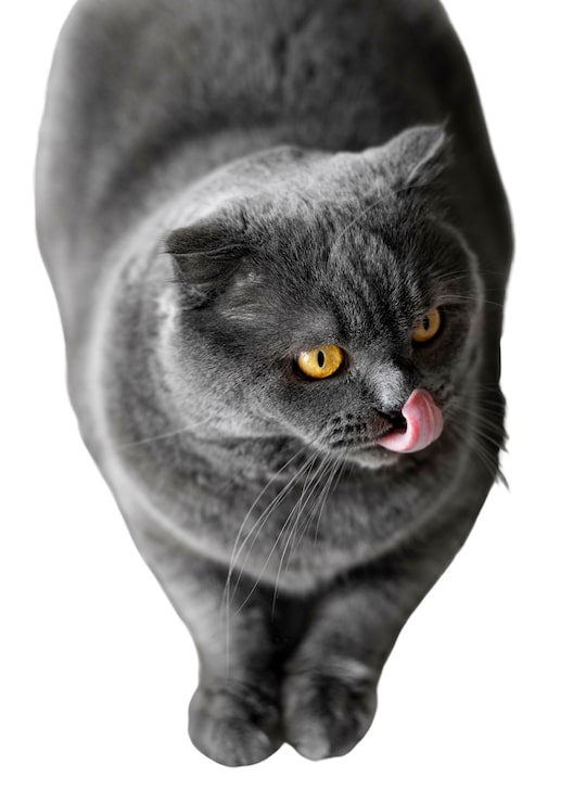 PSD gratuito bello ritratto del gatto isolato