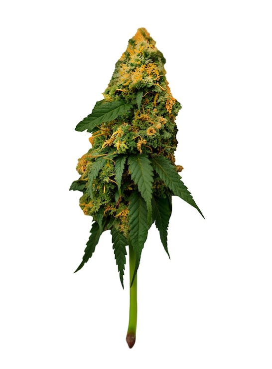 PSD Gratis close up pada daun ganja yang terisolasi