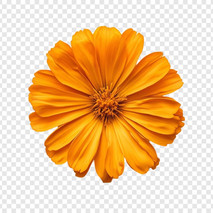 PSD gratuito la flor del cosmos naranja vibrante
