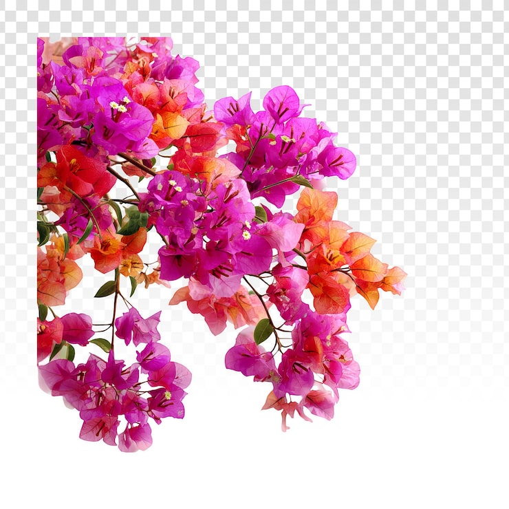 PSD gratuito flores de buganvilla vibrantes rosas y naranjas