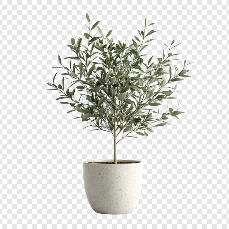 PSD Gratis pohon zaitun elegan di pot planter simbol perdamaian dan ketenangan