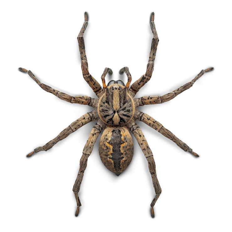 PSD gratuito un primer plano de la araña aislada