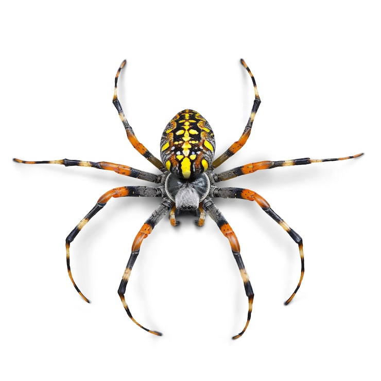 PSD gratuito un primer plano de la araña aislada