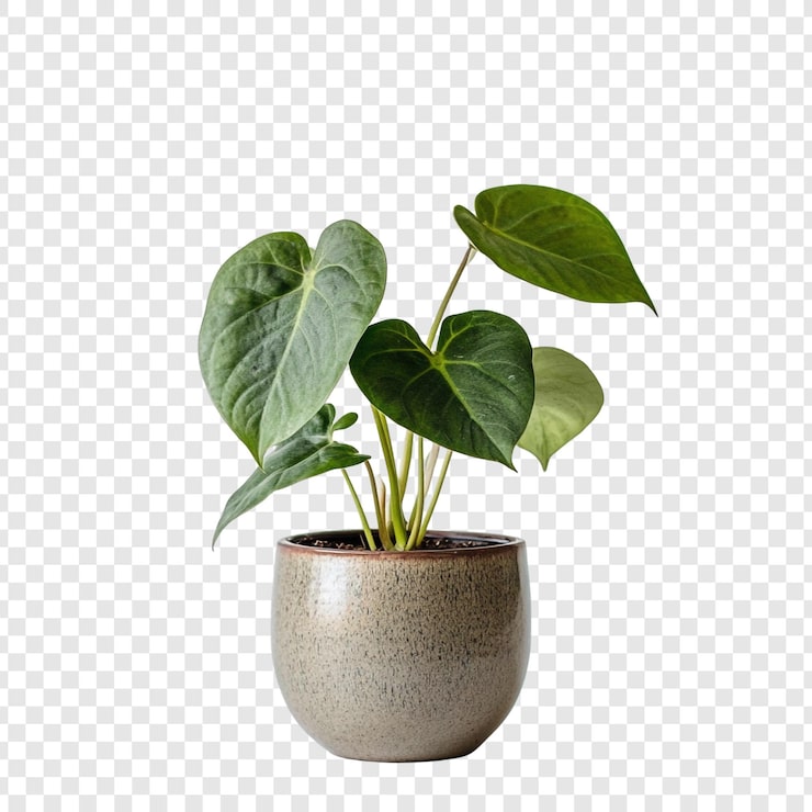PSD Gratis tanaman anthurium hijau cerah dalam pot abu-abu