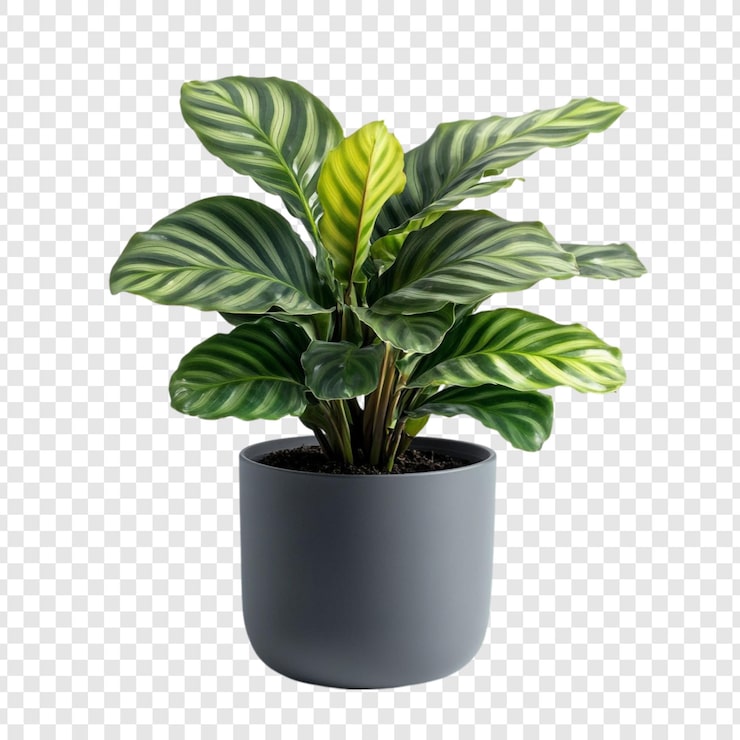 PSD Gratis tanaman calathea ornata dalam pot abu-abu tanaman dalam ruangan yang cerah