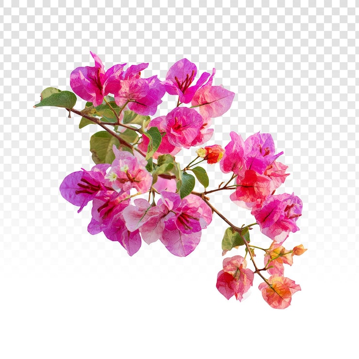 PSD gratuito vibrantes flores de buganvilla rosas aisladas sobre fondo transparente