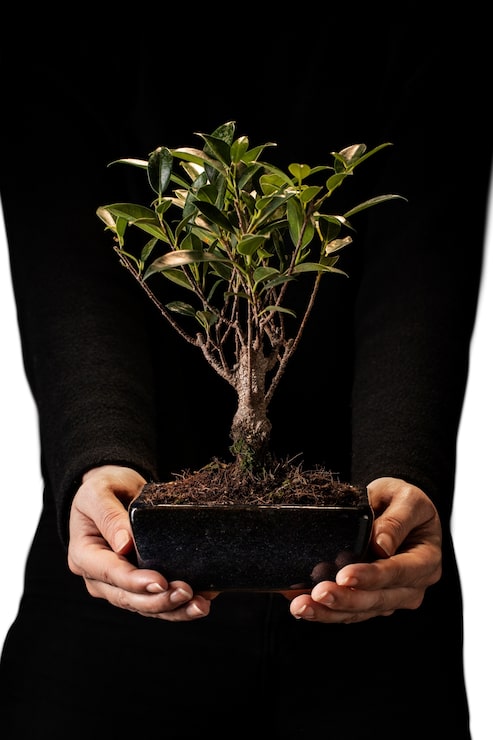 PSD gratuito vista del pequeño árbol bonsai