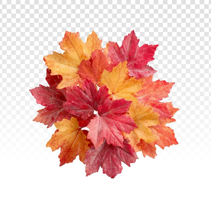 PSD gratuit amas de feuilles d'automne vibrantes aux teintes rouges, oranges et jaunes.